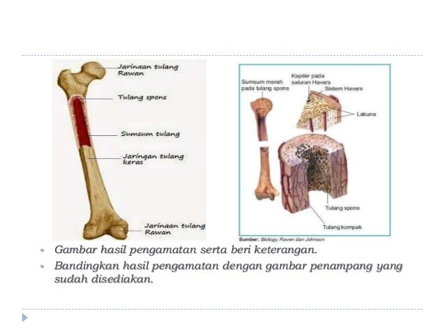 Detail Gambar Struktur Tulang Keras Nomer 39