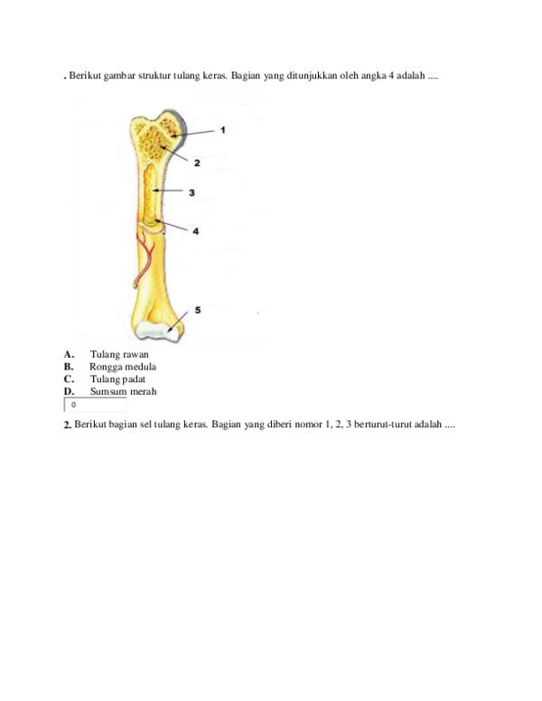 Detail Gambar Struktur Tulang Keras Nomer 48
