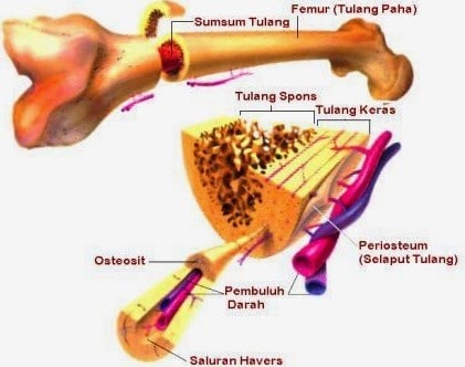 Detail Gambar Struktur Tulang Keras Nomer 6