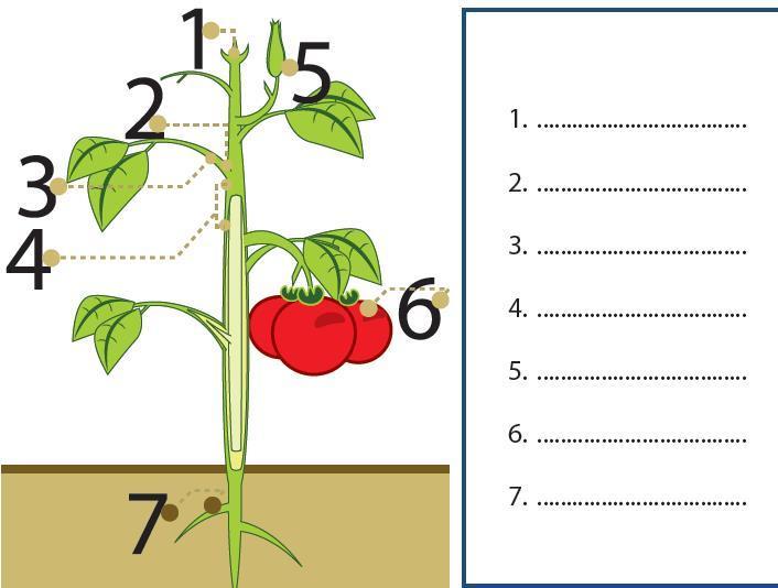 Detail Gambar Struktur Tumbuhan Nomer 10