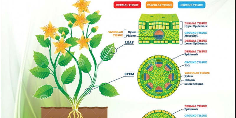 Detail Gambar Struktur Tumbuhan Nomer 21