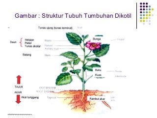 Detail Gambar Struktur Tumbuhan Nomer 27