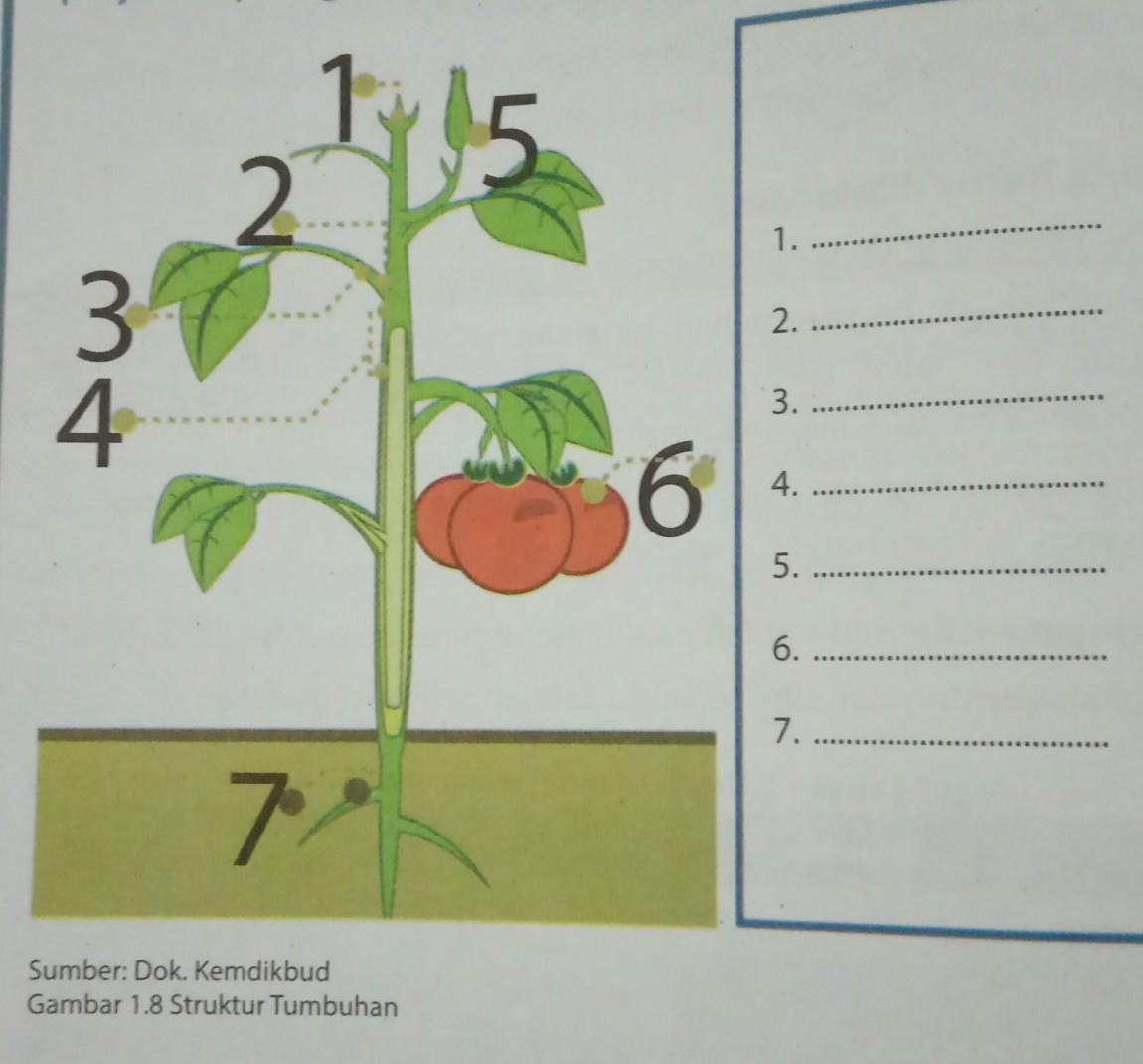 Detail Gambar Struktur Tumbuhan Nomer 37