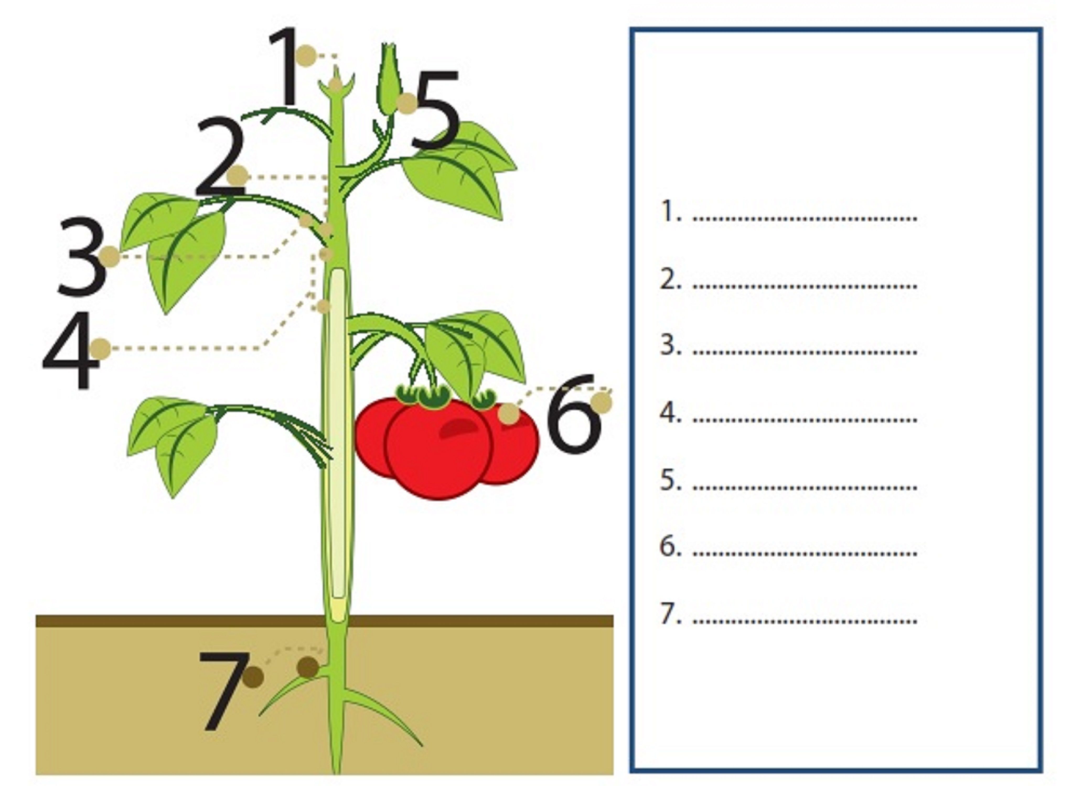 Detail Gambar Struktur Tumbuhan Nomer 38