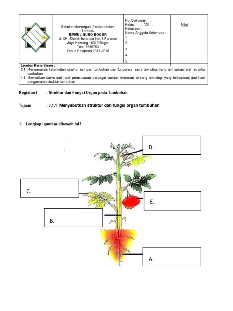 Detail Gambar Struktur Tumbuhan Nomer 39