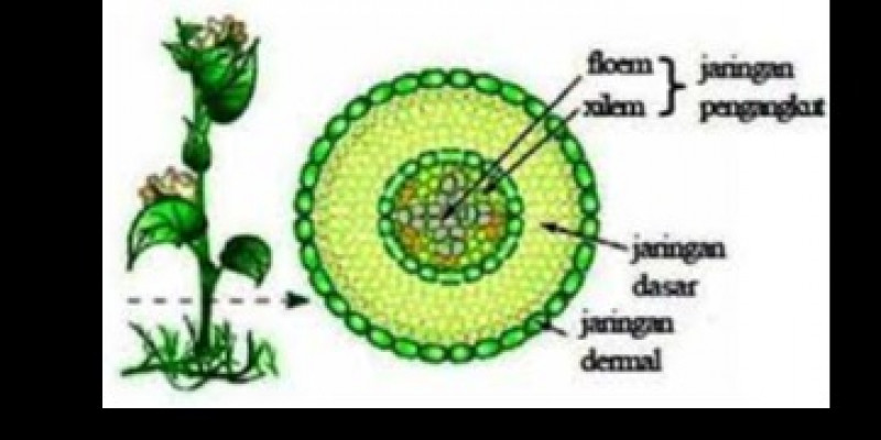 Detail Gambar Struktur Tumbuhan Nomer 41