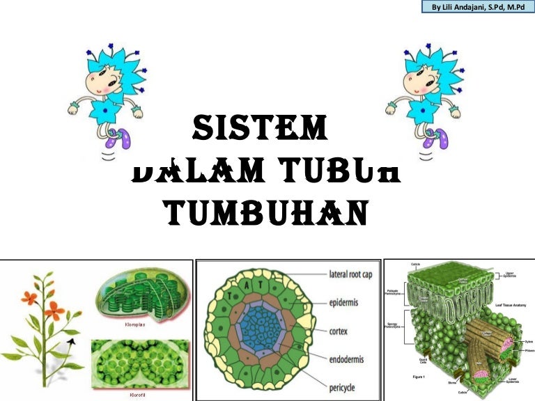 Detail Gambar Struktur Tumbuhan Nomer 50