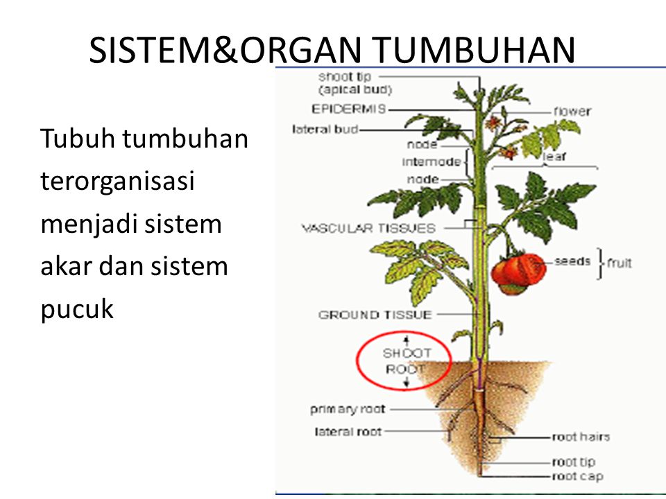 Detail Gambar Struktur Tumbuhan Nomer 52