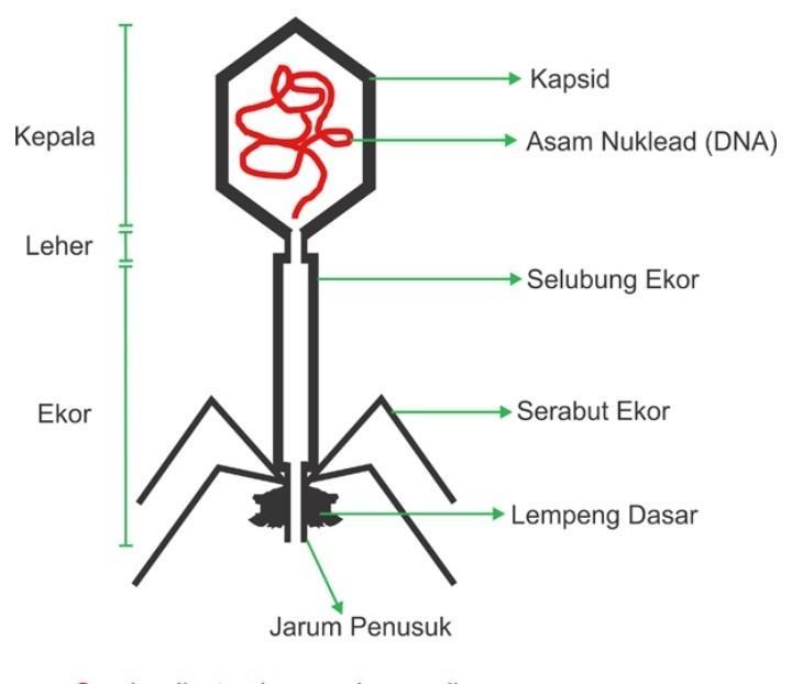 Detail Gambar Struktur Virus Nomer 12