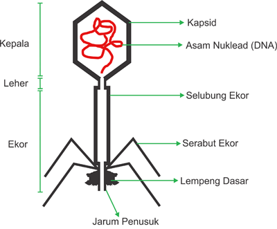 Detail Gambar Struktur Virus Nomer 18