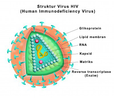 Detail Gambar Struktur Virus Nomer 25