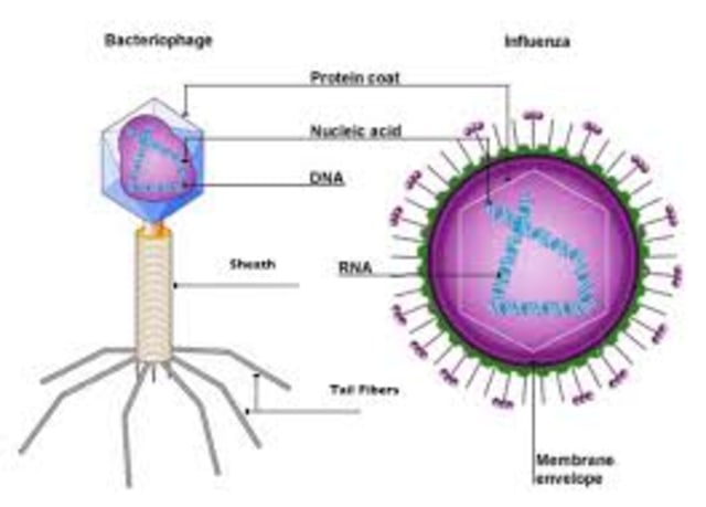 Detail Gambar Struktur Virus Nomer 3