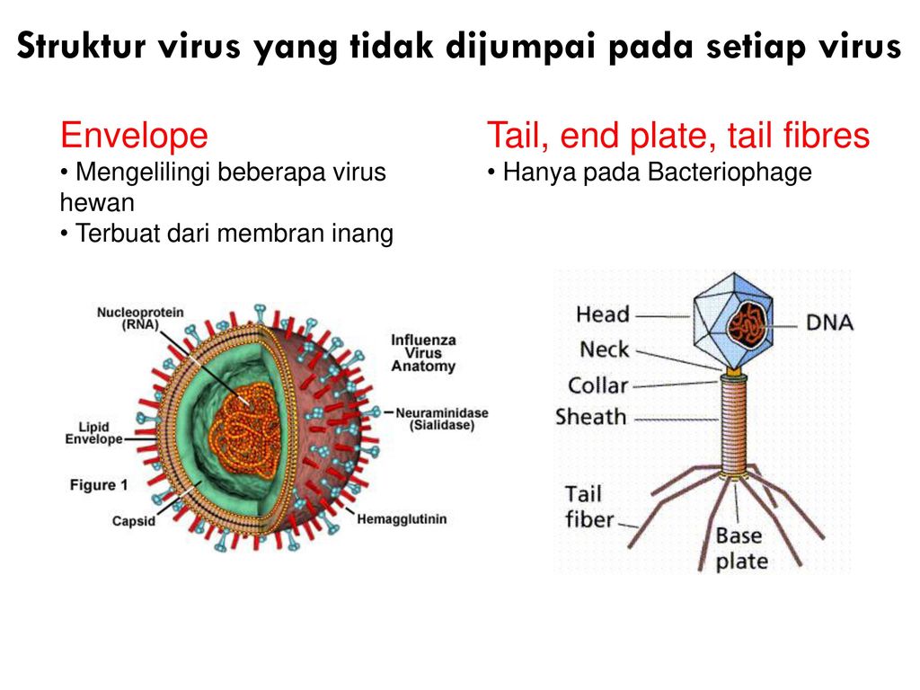 Detail Gambar Struktur Virus Nomer 27