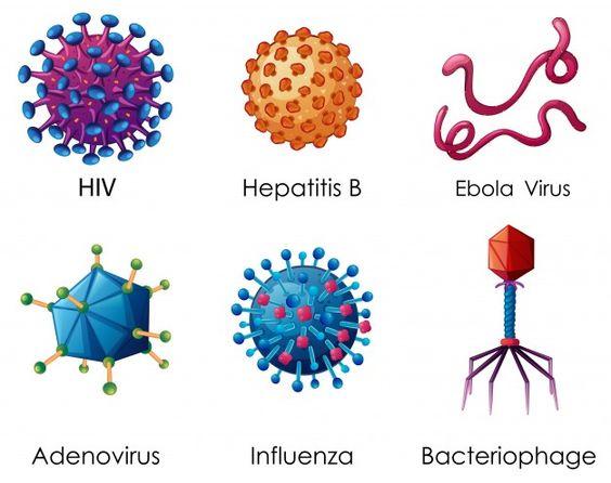 Detail Gambar Struktur Virus Nomer 30