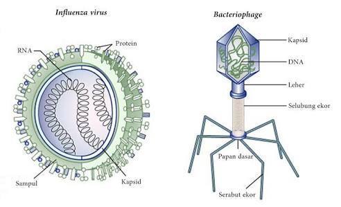 Detail Gambar Struktur Virus Nomer 35