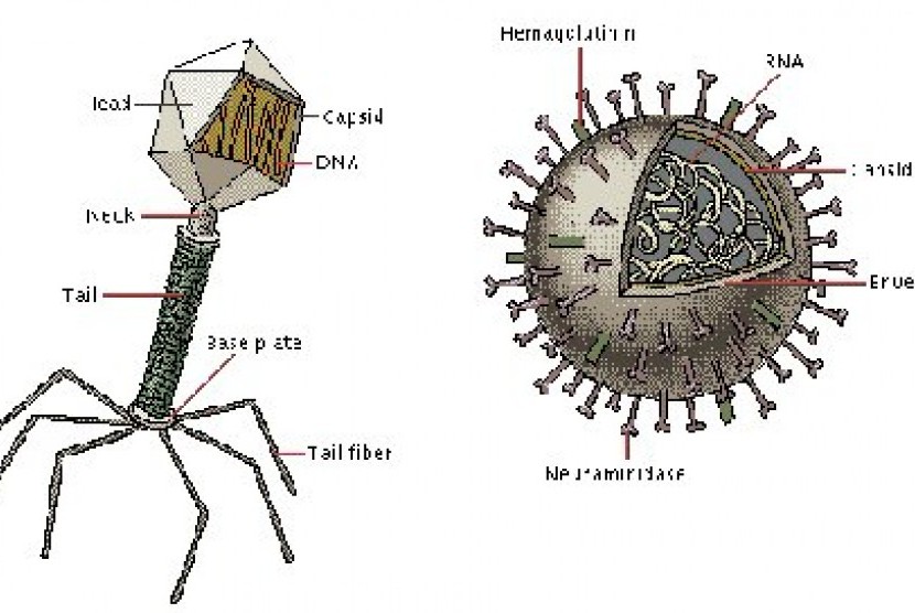 Detail Gambar Struktur Virus Nomer 40