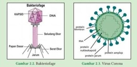 Detail Gambar Struktur Virus Nomer 41