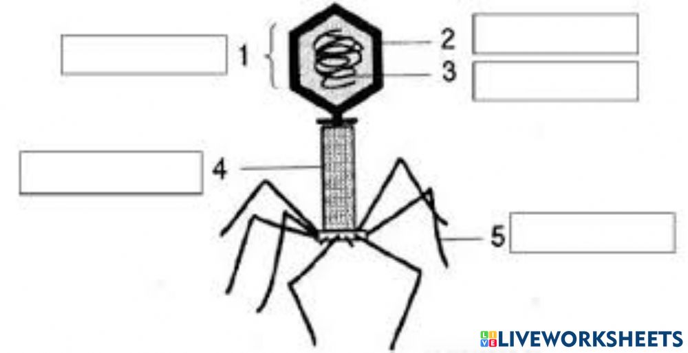 Detail Gambar Struktur Virus Nomer 5