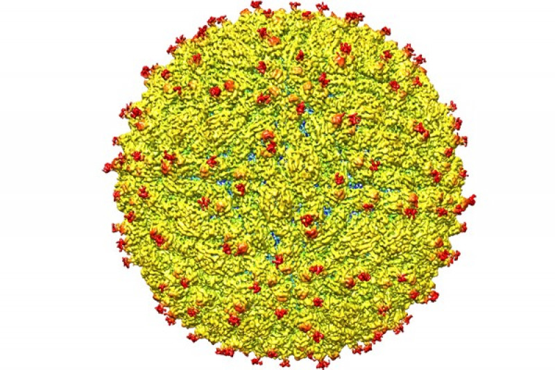 Detail Gambar Struktur Virus Nomer 46