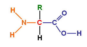 Gambar Stryktur Dasar Protein - KibrisPDR