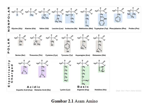 Detail Gambar Stryktur Dasar Protein Nomer 11