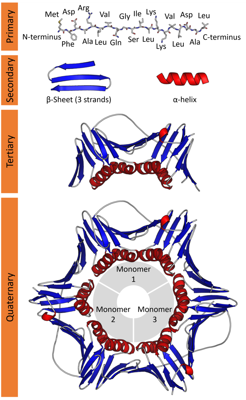 Detail Gambar Stryktur Dasar Protein Nomer 14