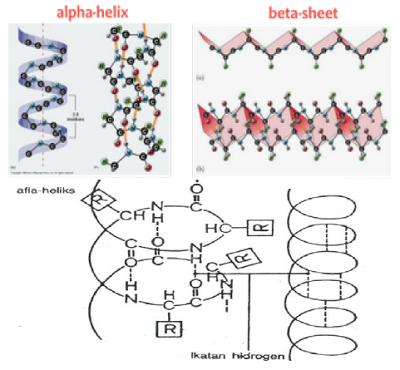Detail Gambar Stryktur Dasar Protein Nomer 15
