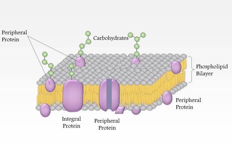 Detail Gambar Stryktur Dasar Protein Nomer 18