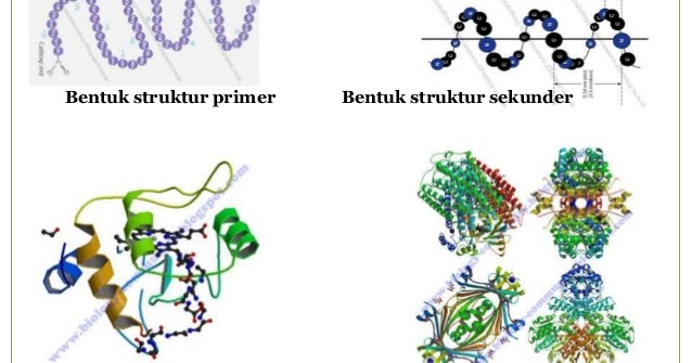 Detail Gambar Stryktur Dasar Protein Nomer 19