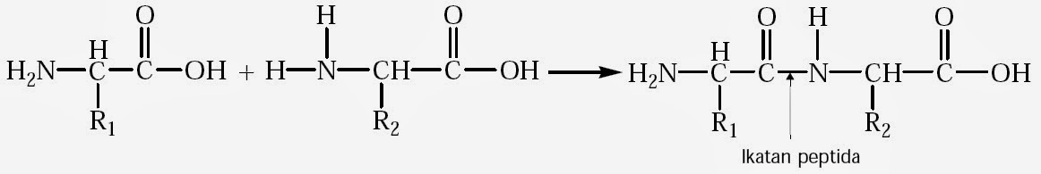 Detail Gambar Stryktur Dasar Protein Nomer 20