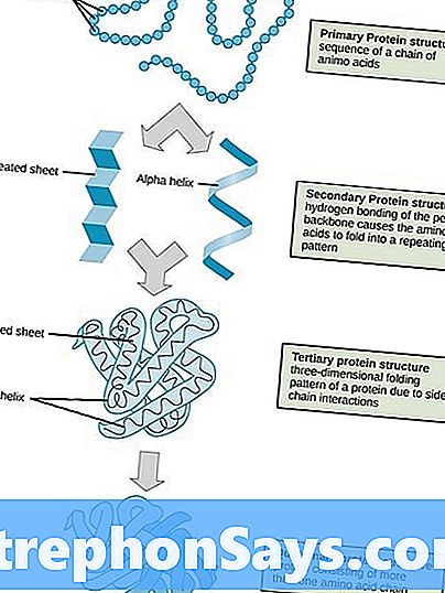 Detail Gambar Stryktur Dasar Protein Nomer 26