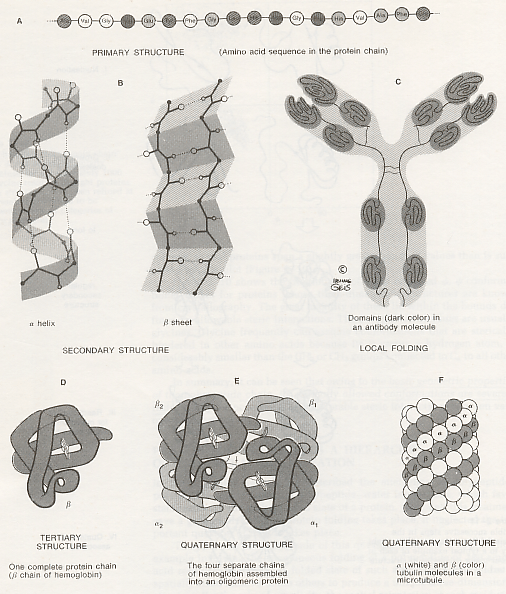 Detail Gambar Stryktur Dasar Protein Nomer 33