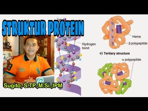 Detail Gambar Stryktur Dasar Protein Nomer 35