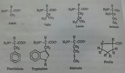 Detail Gambar Stryktur Dasar Protein Nomer 39