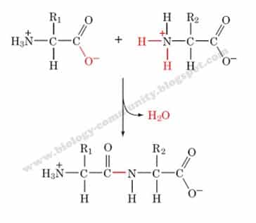 Detail Gambar Stryktur Dasar Protein Nomer 6