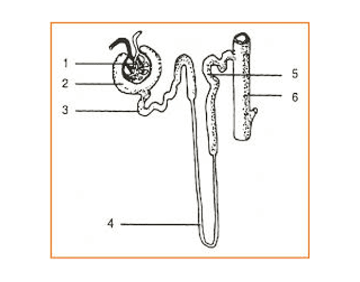 Detail Gambar Stuktur Nefron Nomer 16