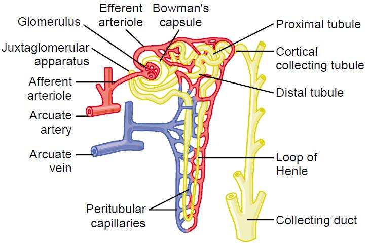 Detail Gambar Stuktur Nefron Nomer 45