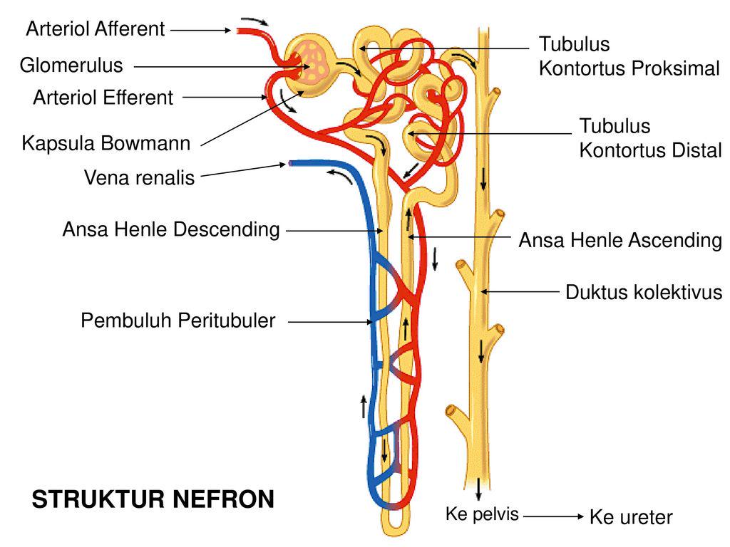Detail Gambar Stuktur Nefron Nomer 6
