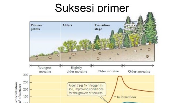 Gambar Suksesi Primer - KibrisPDR