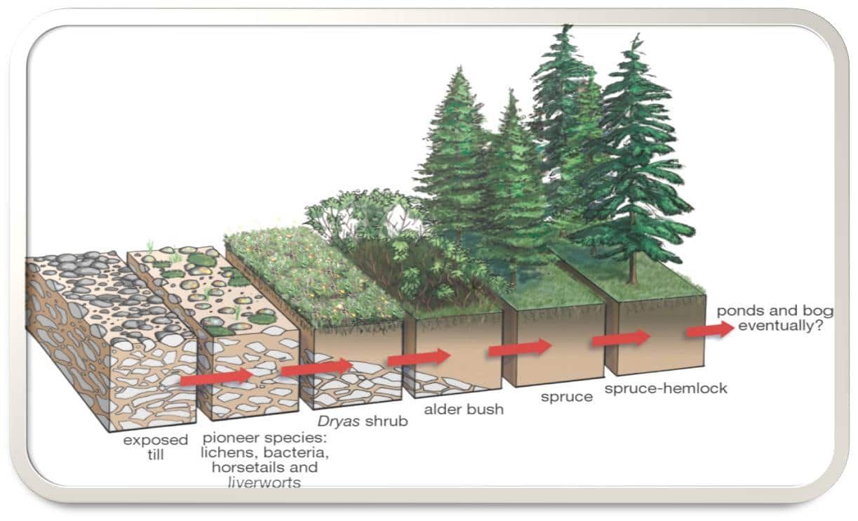 Detail Gambar Suksesi Primer Nomer 11