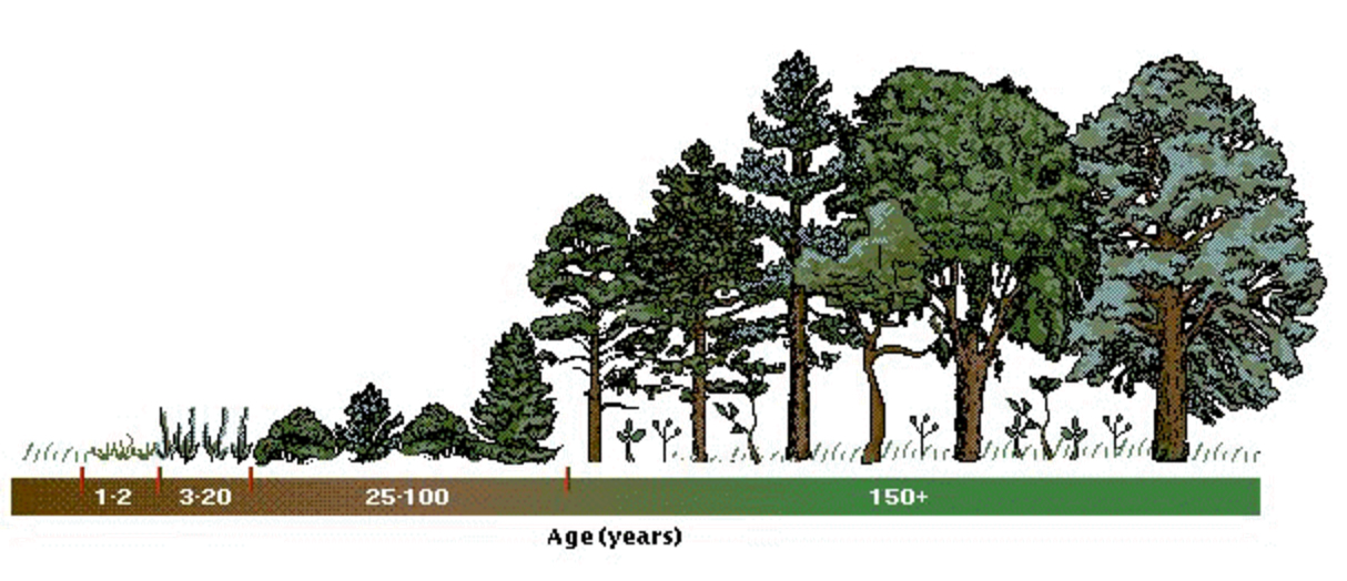 Detail Gambar Suksesi Primer Nomer 12