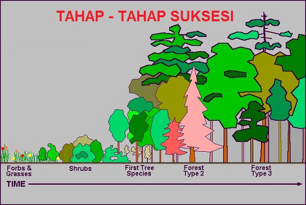 Detail Gambar Suksesi Primer Nomer 14