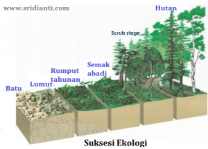 Detail Gambar Suksesi Primer Nomer 17