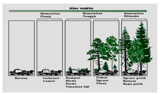 Detail Gambar Suksesi Primer Nomer 18