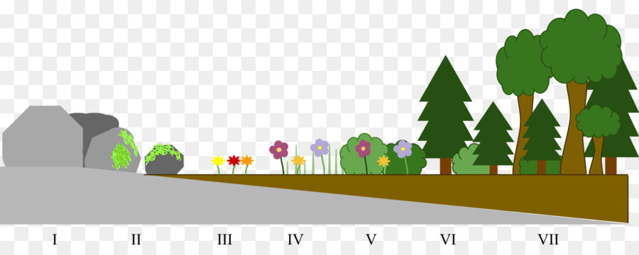 Detail Gambar Suksesi Primer Nomer 24