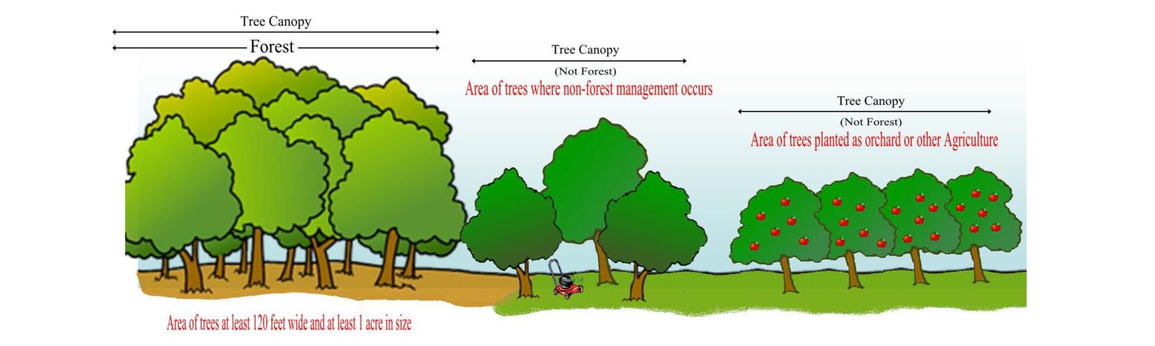 Detail Gambar Suksesi Primer Nomer 41