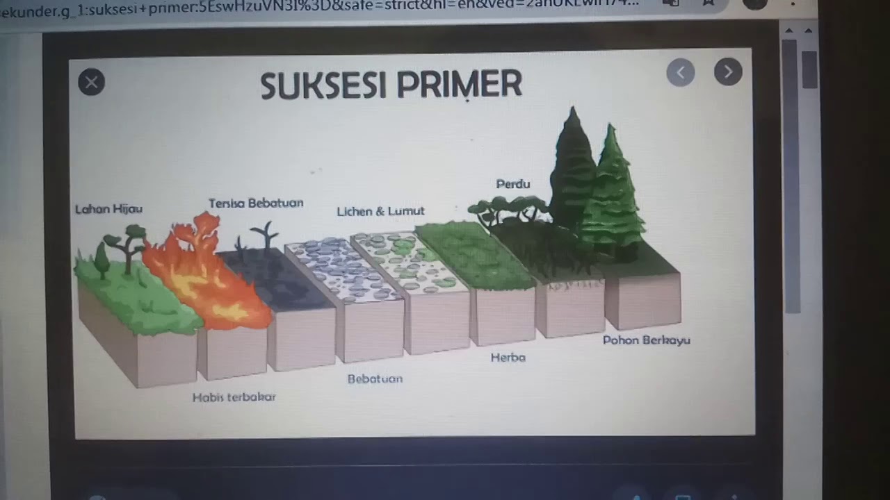 Detail Gambar Suksesi Primer Nomer 43