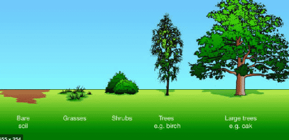 Detail Gambar Suksesi Primer Nomer 7