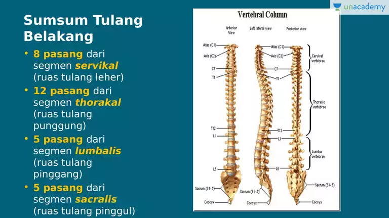 Detail Gambar Sum Sum Tulang Belakang Nomer 12
