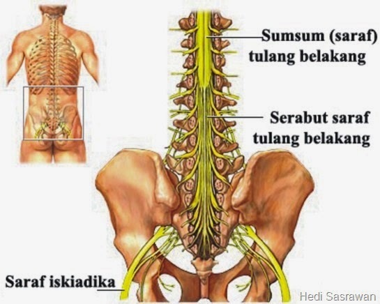 Detail Gambar Sum Sum Tulang Belakang Nomer 14
